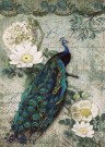 Peacock Majesty thumbnail